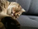 Стикер котики