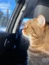 Стикер котики