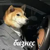 Стикер AVENZOO