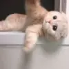 Стикер meong