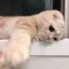 Стикер meong