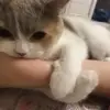 Стикер meong