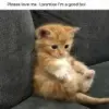 Стикер meong
