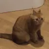 Стикер Опять на работу