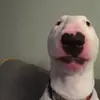 Собаки