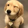 Стикер Собаки