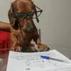 Стикер Собаки