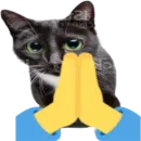 Kitty