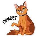 Бенгал и Сомали