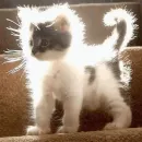 Стикер Funny Cats