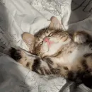 Стикер Funny Cats