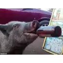 большая свинячья ферма