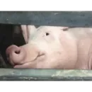 Стикер большая свинячья ферма