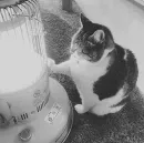 Стикер Black white cats