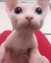 бингус и другие