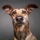 Dogs