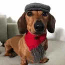 Стикер Dogs