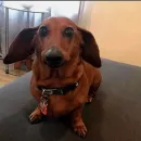 Стикер Dogs