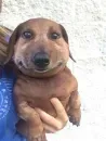 Стикер Dogs