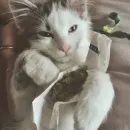бонго кэтсс