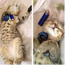 Стикер бонго кэтсс