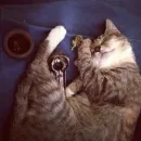 Стикер бонго кэтсс