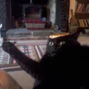 Broken Cats 2