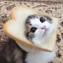 Стикер Broken Cats 2