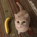 Стикер Broken Cats 2