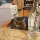 Стикер Broken Cats 2