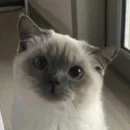 Стикер Брутальный стикерпак аристократ флоу