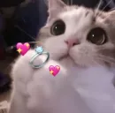 Стикер коты