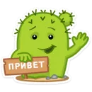 Кактус Коля