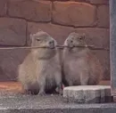 capybara