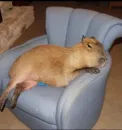 Стикер capybara