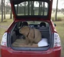 Стикер capybara