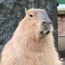 Стикер Капибары