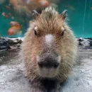 Стикер Капибары