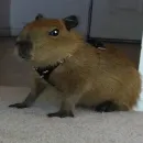 Стикер Капибары