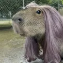 Стикер Капибары