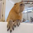 Стикер Капибары