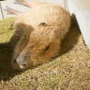 Стикер Капибары