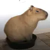 капибары