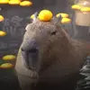 Стикер капибары