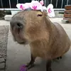 Стикер капибары