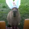 Стикер капибары