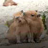 Стикер капибары
