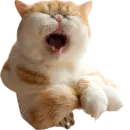 catass