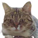 Стикер catass