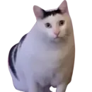 Стикер catass